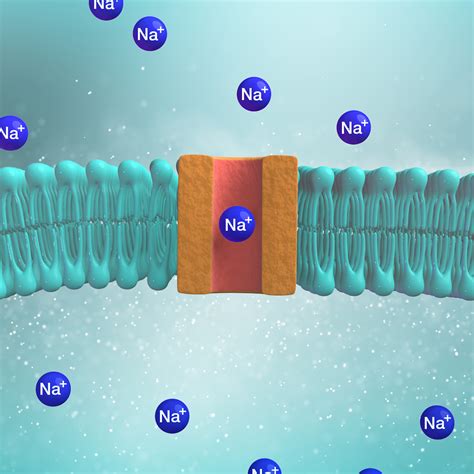 what is the sodium channel